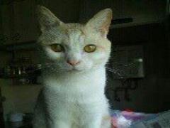 ローラや石原さとみも愛食♡“酵素玄米”の効果がすごい！