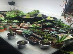 人気がふつふつ…！テラリウムはエアープランツが簡単＆かわいい♡