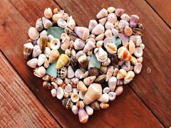 真夏のitガールは貝殻ネイルで決まり♡