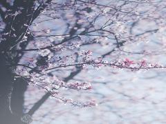 ハーブは女の子の強い味方。花言葉を添えて、その効果と楽しみ方をご紹介いたします