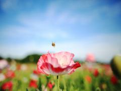 まぶたに花を咲かせましょう。フラワーカラーのアイシャドウで恋に落ちる目元を