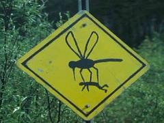 今度の夏は絶対に吸わせない！かわいい虫除けグッズでお洒落に蚊に刺され対策♡