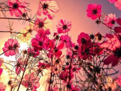 【2015年夏】deicyでオフェロもコンサバもぜーんぶ叶えちゃおう！♡