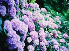 【定番】友達と、彼と。鎌倉で梅雨を楽しむ"お散歩あじさいデートプラン"完全再現