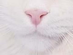 テカリ防止の完全攻略で「鼻の上テカ子さん」を卒業しちゃいましょ