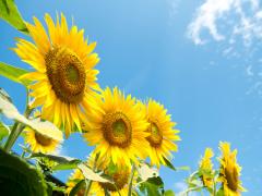 「触りたい」と思わせたら勝ち！“マヨネーズパック,,で髪に天使の輪っかを。