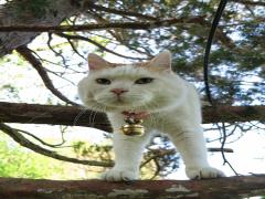 猫好きにはたまらない！猫に絶対合えるちょっとそこまでスポット【関東編】