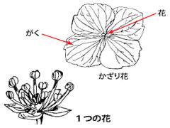 【関東】雨雨、じとじと。こんな時はアジサイでも見に行こうよ！