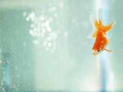 ニッポンの夏。ネイルは鮮やかに水と赤で彩る金魚ネイルはいかが？