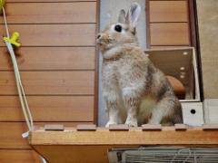 可愛いペットたちのお家生活！インスタ「＃部屋んぽ」に癒し発見♡