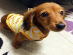 Siriさんの人生はチョコレート？iPhoneに訊ねた珍回答をチェックしよう