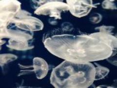 ［夏季限定］かわいいが詰まった'BLOCK'のアイスキャンディー、関東に初OPEN♡