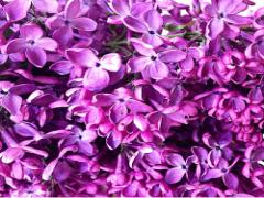 いつもとは違ったお花を咲かせましょう♩"水彩フラワーネイル"で涼しげな指先に