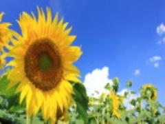 浴衣にだって水着にだって！サマーネイルで指先からごきげんな夏♡