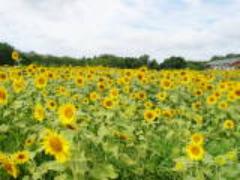 たくさんの向日葵に囲まれた～い！今が見ごろ都内近郊のひまわり畑でルンルン夏気分♩