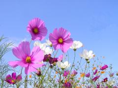 【都内】秋風に吹かれてお散歩しましょ。都会のオアシス的コスモスの名所4選
