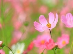 咲かせるのは秋らしさ。コスモスネイルで指先に季節を呼び込む