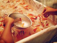 To：金魚すくい負け組。《金魚すくい必勝法》を手にし、夏祭りの主役は今年こそワタシだ！