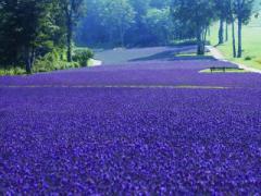 見て感じて、涼しむ夏休み。-10℃の'たんばらラベンダーパーク'へ行こう