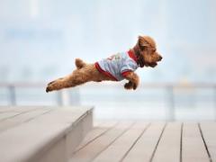 まるでスーパーマン♡空飛ぶわんちゃん「飛行犬」がかわいすぎる