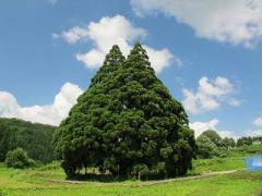 こんなところでみ～つけたっ！「トトロの木」として親しまれている"小杉の大杉"
