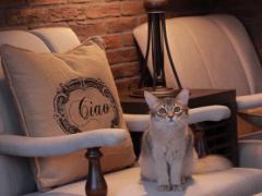 ネコに戯れ癒される。話題のお洒落すぎる猫カフェ＆コンセプト猫カフェ4選