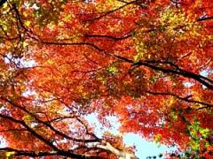 友達に自慢したくなる秋の写真が撮りたいっ♪秋は鎌倉の紅葉スポットに出かけよう