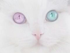 うるうるドキン♡CANMAKEでつくる"簡単ナチュかわ涙袋"の仕込み方