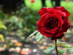 〈関東&amp;関西〉心奪う、色鮮やかな花たち。2015年秋のバラ園ガイド