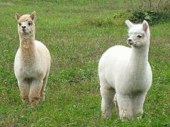 《九州～関東》涼しくなった今こそ♡アルパカと触れ合える動物園に行きたい！