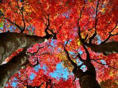 ヘアカラーも秋色へチェンジ！こなれ度抜群なレッド系ヘアカタログ