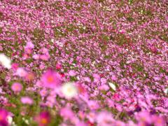 〔9月‐11月〕広がるのは赤いじゅうたん。秋を楽しむ4つのお花畑