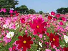 紅葉だけじゃない！秋に満開お花畑でプリンセス気分を味わって♡