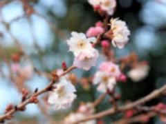 紅葉ばかりが旬じゃない。寒い季節に咲く「十月桜」でお花見しよう♩