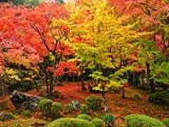 紅葉カラー＜ボルドー・キャメル・カーキ＞のネイルで紅葉よりも綺麗に色づく指先に。