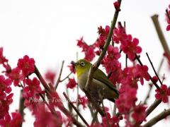 春の色どりを爪にのせて、色とりどりのフラワーネイルで春を先取りしましょう