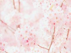 ❝桃色セラピー講座開講❞ピンクを身に付けるだけで女子に嬉しい◯◯効果が！？