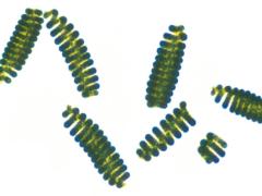 ネクストスーパーフード"スピルリナ"がこれからホットになるって噂♡