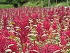 白米より栄養価高い。スーパー穀物”アマランサス”で美と健康を手に入れましょう。