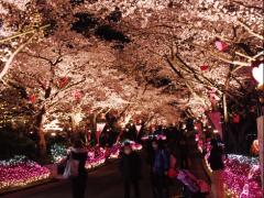 思わずうっとり♡情緒あふれる夜桜デートで、幻想的なひとときを。