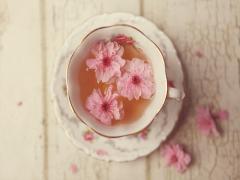 「桜が開花です♡」お花見スポット。お花見コーデ。コレで決まり＊