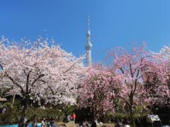 東京でお花見をするならここで決まり！桜の名所スポット♡