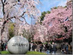 1200本の桜を満喫、上野公園でお花見するならここがオススメ♡