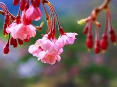 春がきた＊〈東京〉お花見スポットなら絶対ココ！教えちゃいます。