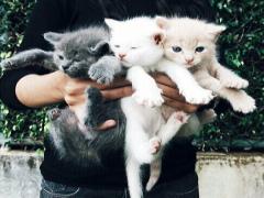にゃんこ好きさん集まれ～！とにかく可愛すぎる猫グッズ16選