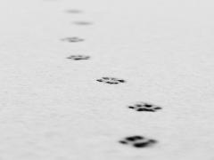 てちてち歩く音がする♡可愛すぎる動物たちの足跡ネイルデザイン