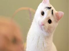 隅田川の桜で日本文化に触れる♡とっておきの桜ツアー