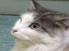 あの感動をもう一度。指先が歌って踊り出す劇団四季ネイル