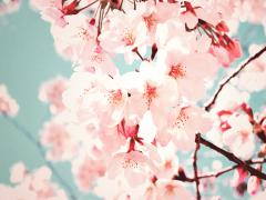 春はシンプルネイルに桜を咲かせて。花びらの描き方＆デザイン集♡