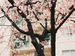 指先から季節を先取りしよう！春のパステルカラーネイルカタログ♡